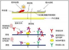 类风湿因子高的原因